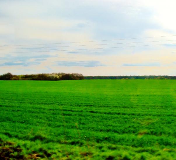 Чеснівка з panoramio.com - Чеснівка