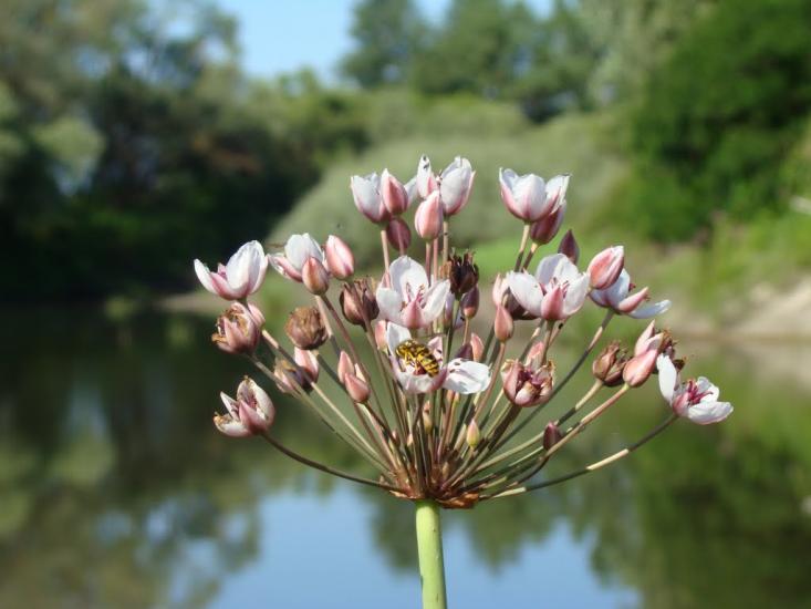Киселівка з panoramio.com - Киселівка
