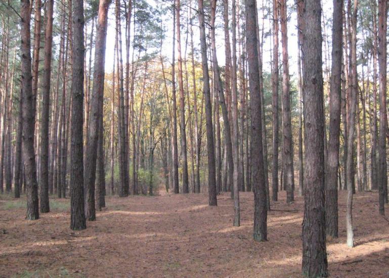 Хоцьки з panoramio.com - Хоцки