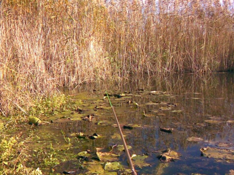 Кам'янка з panoramio.com - Каменка
