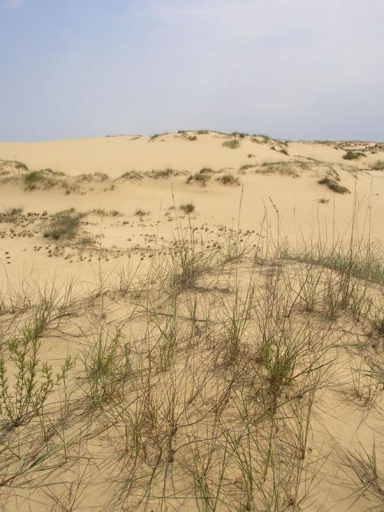 Пролетарка з panoramio.com - Пролетарка