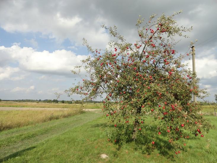Бодячів з panoramio.com - Бодячев