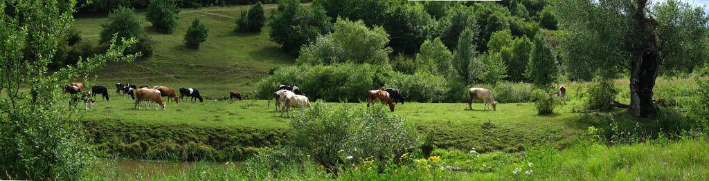 Покутине з panoramio.com - Покутине