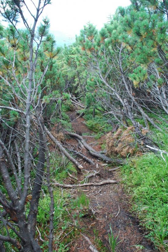 Черник з panoramio.com - Черник