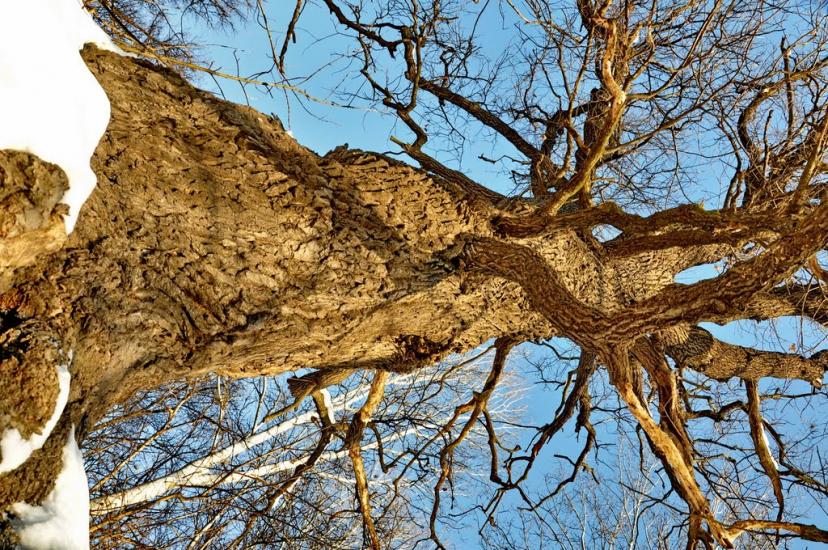 Привілля з panoramio.com - Приволье