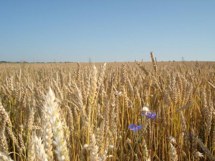 Ходаківці з panoramio.com - Ходаківці