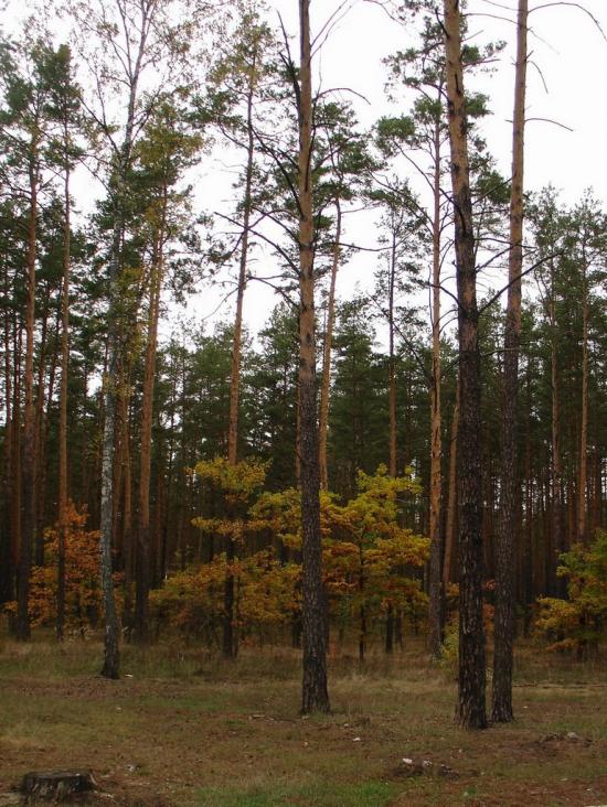 Раска з panoramio.com - Раска