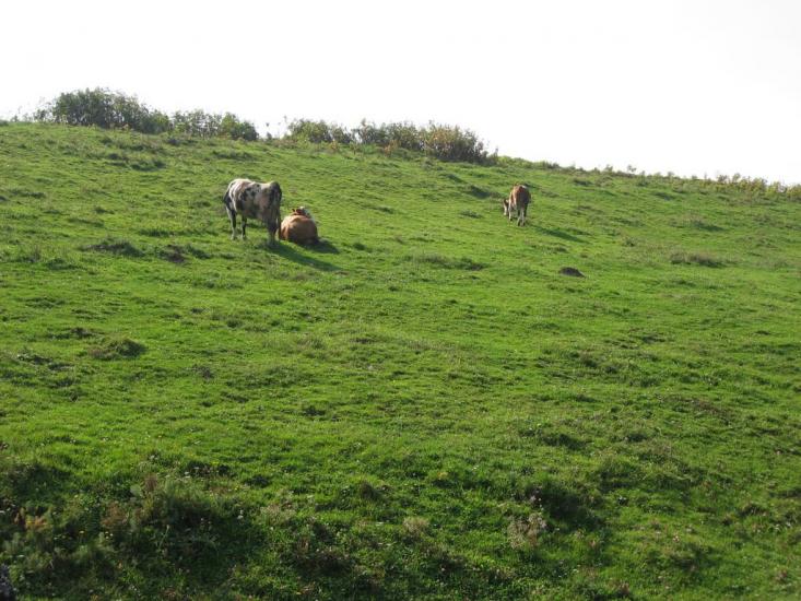Кіцмань з panoramio.com - Kitsman