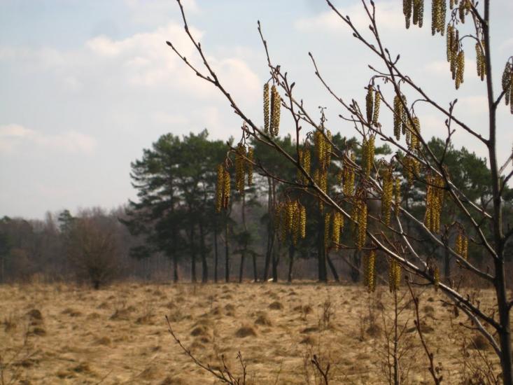 Пасіки-Зубрицькі з panoramio.com - Пасеки-Зубрицкие
