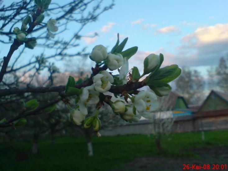Мелені з panoramio.com - Meleni