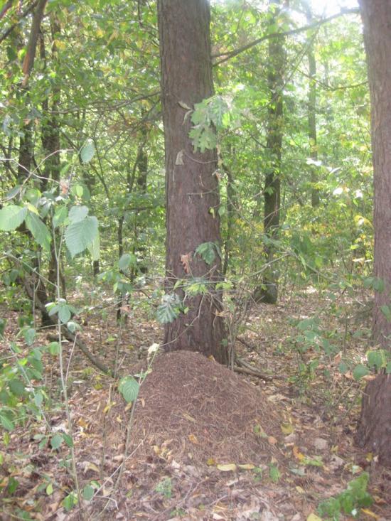 Черепашинці з panoramio.com - Cherepashyntsi