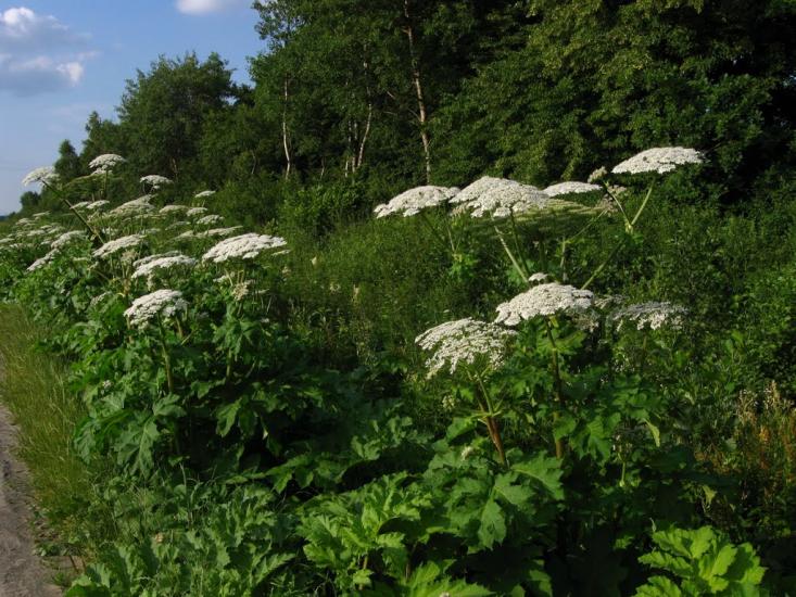 Ков'ярі з panoramio.com - Ковяри