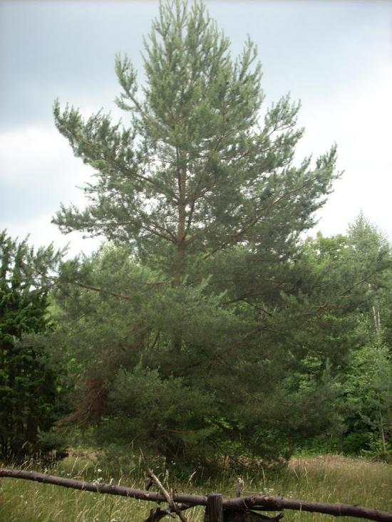 Кам'яниця з panoramio.com - Кам'яниця
