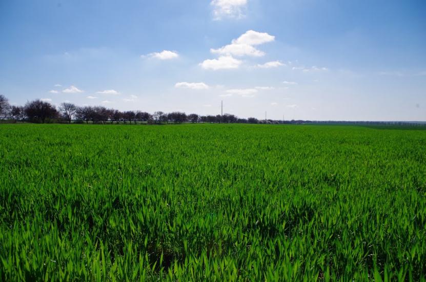 Дубки з panoramio.com - Дубки