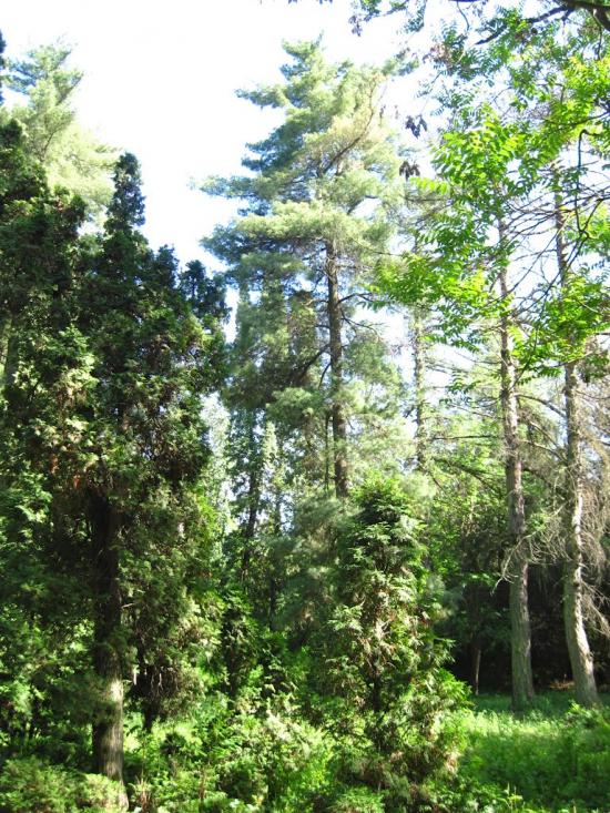 Бабичівка з panoramio.com - Бабичівка