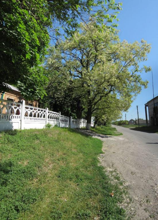 Миколаївка з panoramio.com - Николаевка