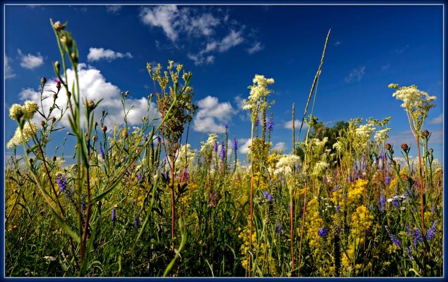 Нижча Дубечня з panoramio.com - Nyzhcha Dubechnya