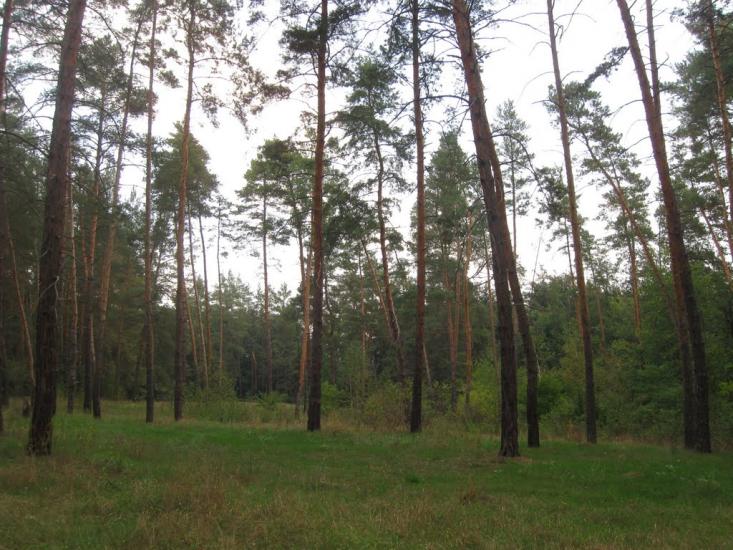 Шипилівка з panoramio.com - Shypylivka