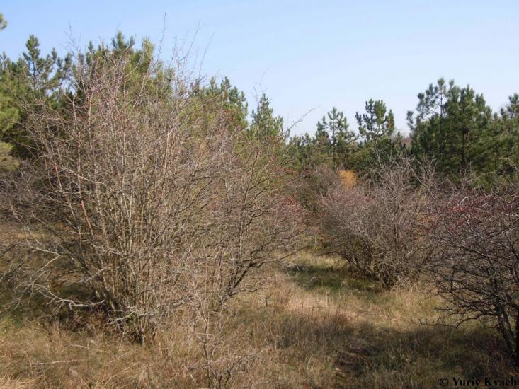 Алтестове з panoramio.com - Алтестово