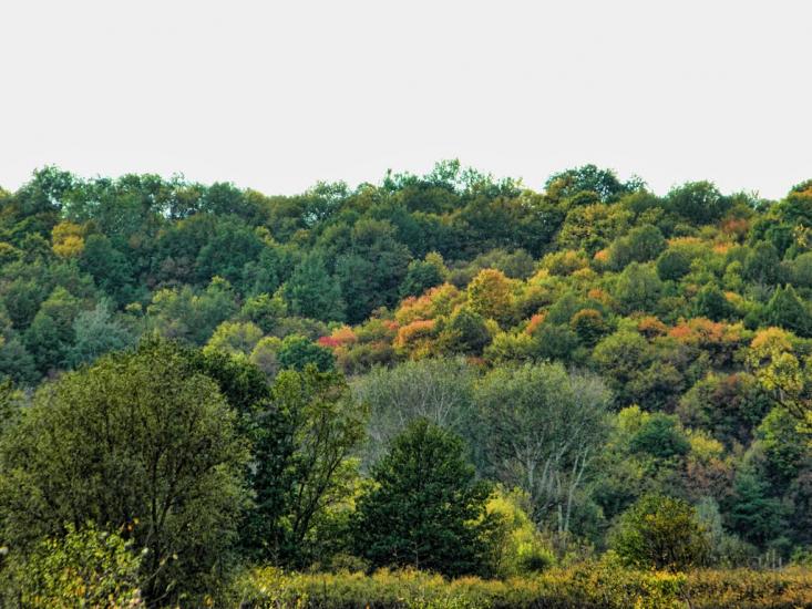 Безручки з panoramio.com - Безручки