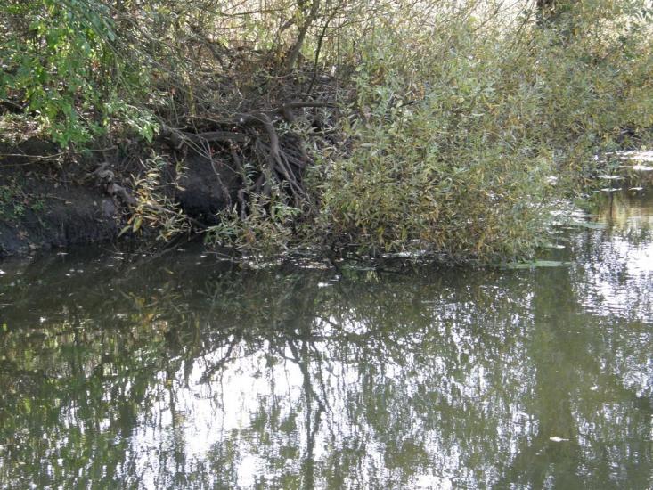 Солоницівка з panoramio.com - Солоницевка