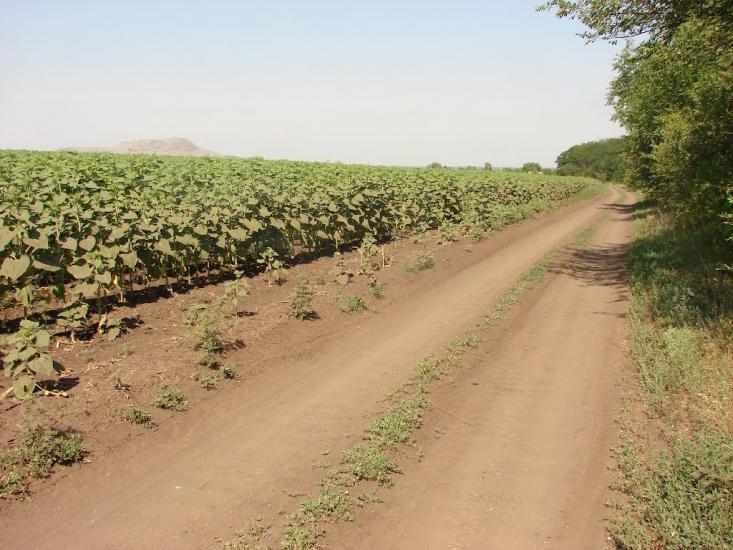 Ганнівка з panoramio.com - Ганнівка