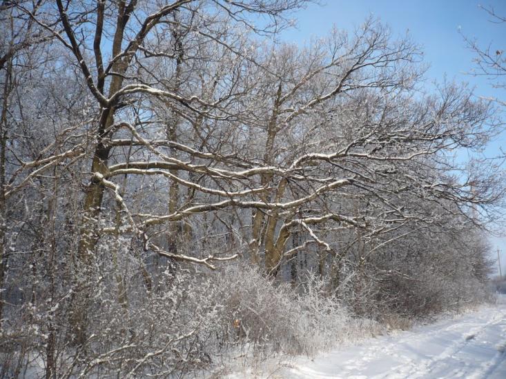 Великий Бурлук з panoramio.com - Великий Бурлук