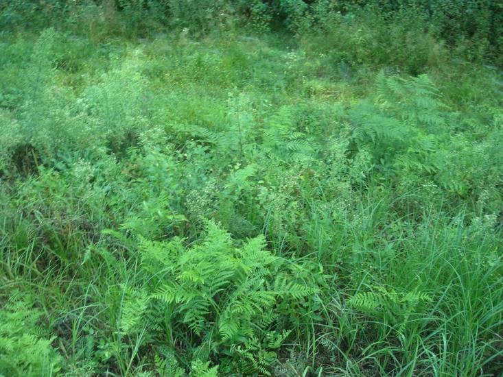 Рудня-Новенька з panoramio.com - Рудня-Новенька
