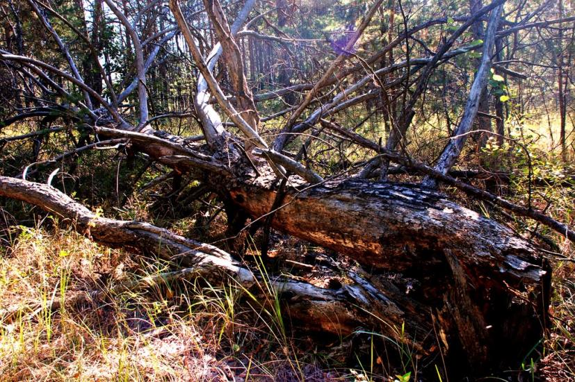 Знаменівка з panoramio.com - Znamenivka
