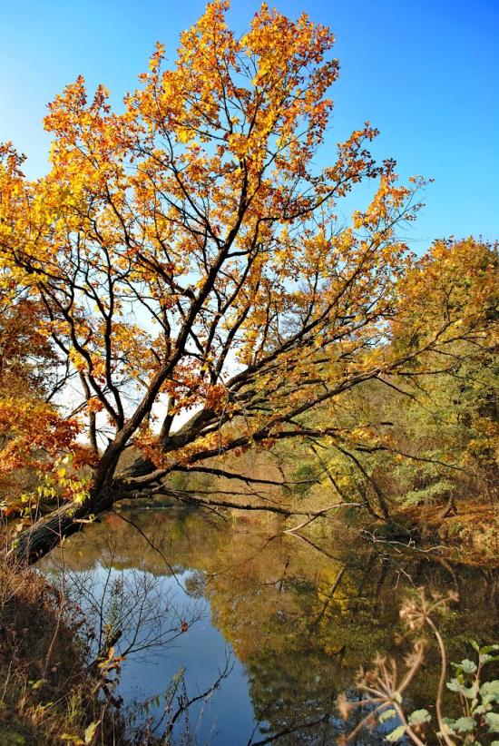 Дениші з panoramio.com - Дениши
