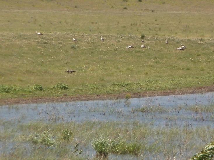 Горянка з panoramio.com - Горянка