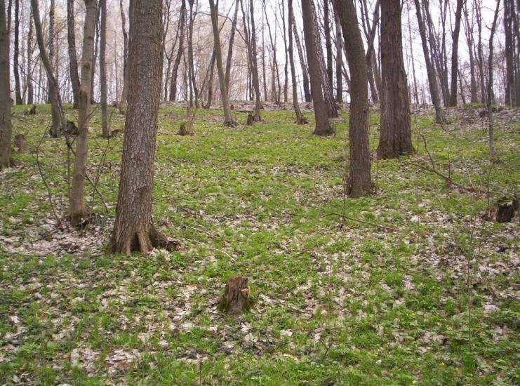 Гвоздів з panoramio.com - Гвоздов