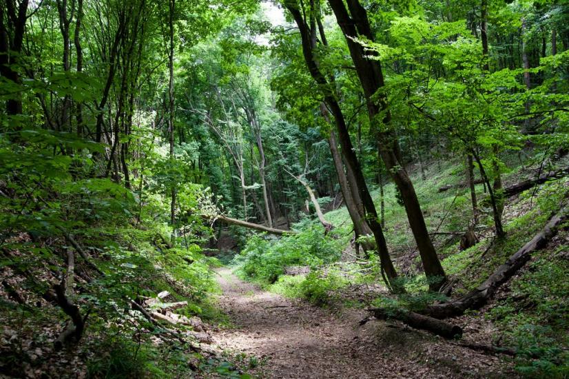 Пекарі з panoramio.com - Пекарі
