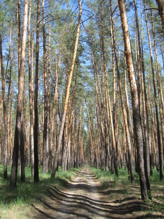 Брусівка з panoramio.com - Брусовка