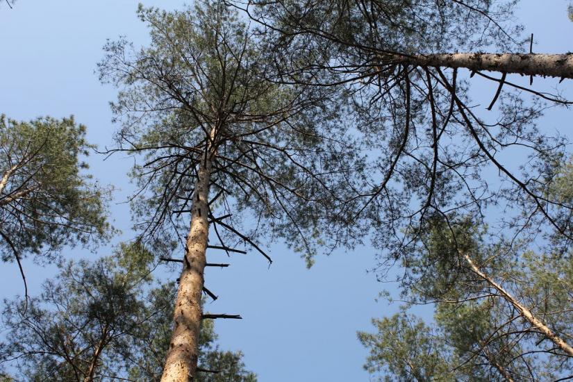 Черемушне з panoramio.com - Черемушное