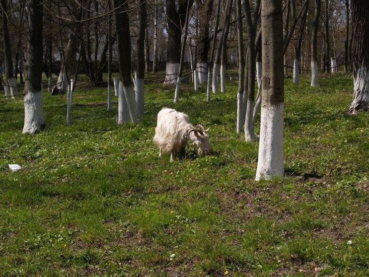 Верхівня з panoramio.com - Верхівня