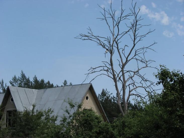 Червона Гута з panoramio.com - Червона Гута
