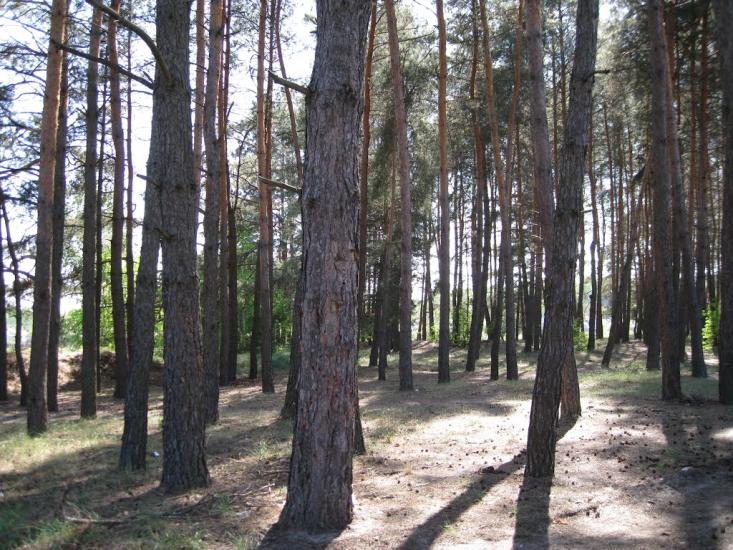 Сіряки з panoramio.com - Серяки