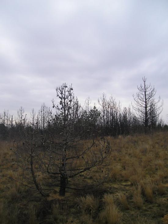 Пролетарка з panoramio.com - Пролетарка