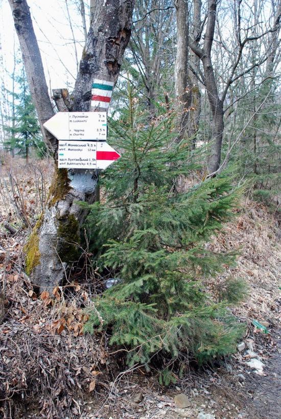 Пасічна з panoramio.com - Пасечная