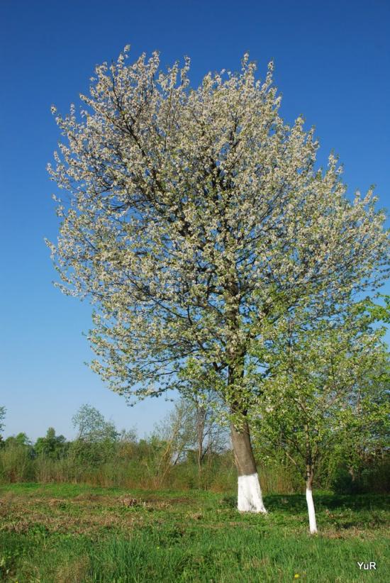 Млинівці з panoramio.com - Млинівці