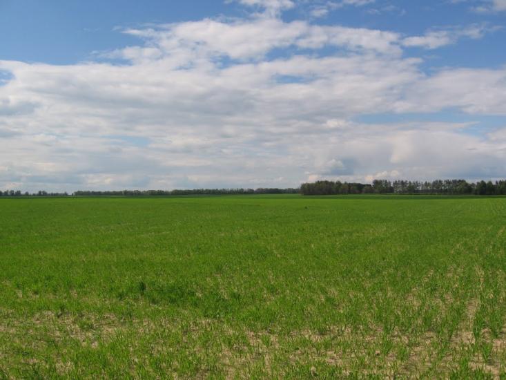 Товстоліс з panoramio.com - Толстолес