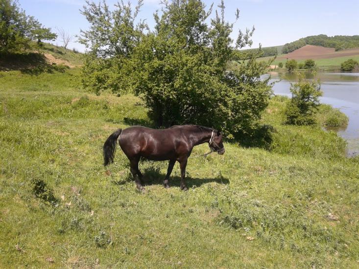 Білий Камінь з panoramio.com - Білий Камінь