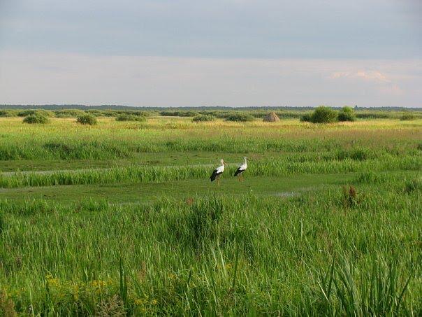 Ветли з panoramio.com - Ветли