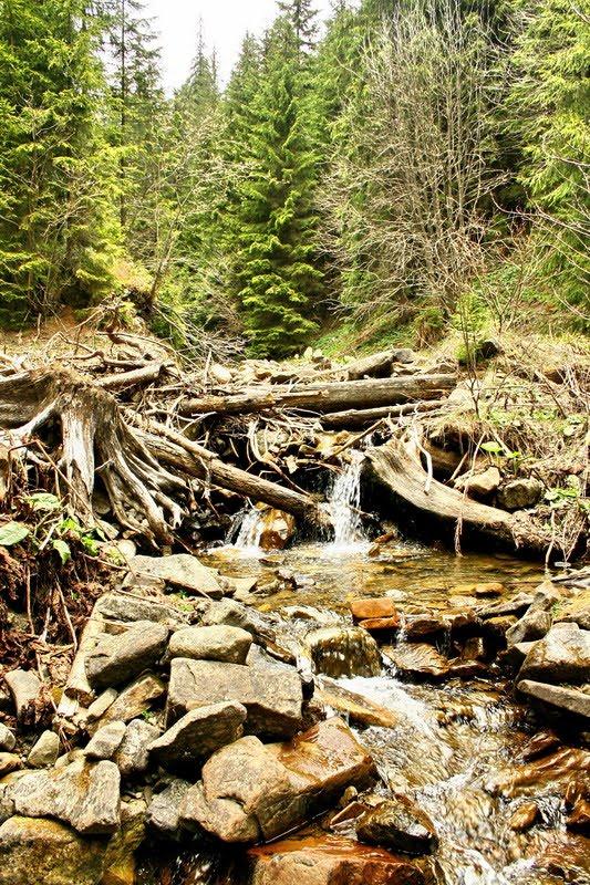 Черник з panoramio.com - Черник