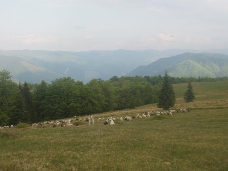 Усть-Чорна з panoramio.com - Усть-Чорна
