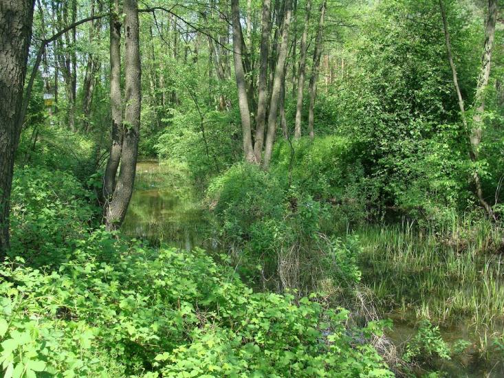 Віта-Поштова з panoramio.com - Вита-Почтовая