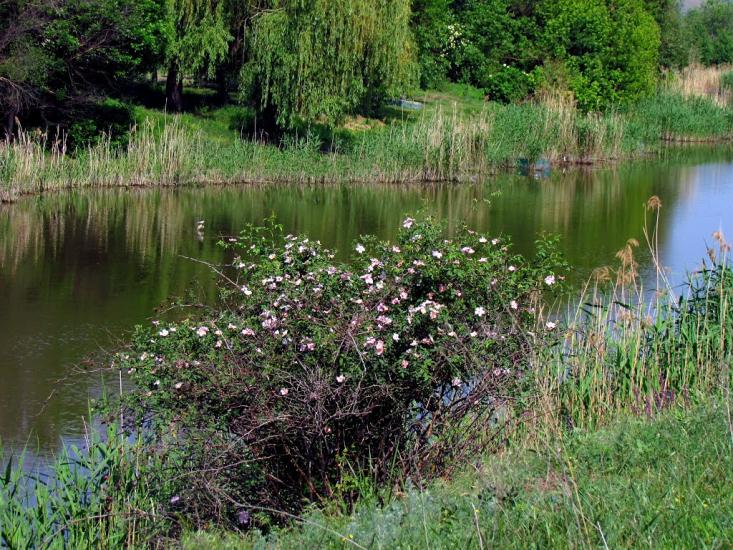 Широке з panoramio.com - Широкое
