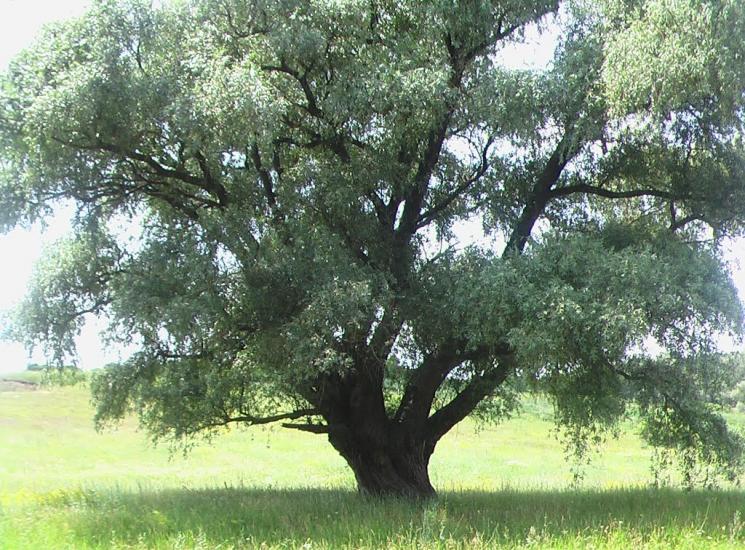Українське з panoramio.com - Украинское