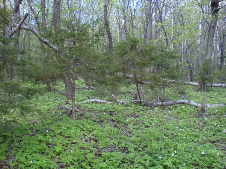 Теребовля з panoramio.com - Теребовля
